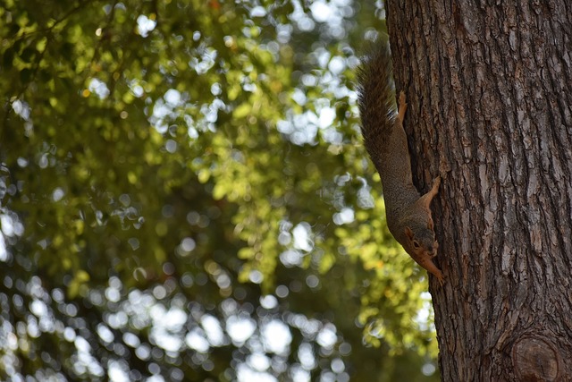 激引燃火药 激引燃火药
